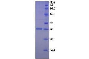 SDS-PAGE of Protein Standard from the Kit (Highly purified E.
