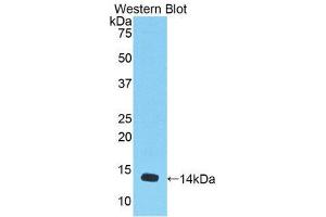 Western Blotting (WB) image for anti-Myostatin (MSTN) (AA 268-376) antibody (ABIN1174889) (MSTN anticorps  (AA 268-376))
