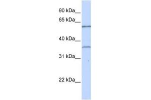 TBX15 antibody used at 0. (T-Box 15 anticorps  (C-Term))