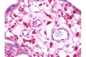 Anti-JAM-B / JAM2 antibody IHC staining of human placenta. (JAM2 anticorps  (AA 1-294))