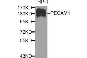 Western blot analysis of extracts of THP-1 cells, using CD31 antibody. (CD31 anticorps)