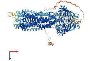 AlphaFold protein structure predicition of Human Recombinant ABCB5 Protein, UniprotID Q2M3G0