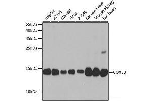 Western blot analysis of extracts of various cell lines using COX5B Polyclonal Antibody at dilution of 1:1000. (COX5B anticorps)