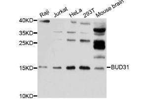 Western blot analysis of extracts of various cell lines, using BUD31 antibody (ABIN5997328) at 1/1000 dilution. (BUD31 anticorps)