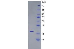 SDS-PAGE analysis of Rat AMH Protein. (AMH Protéine)