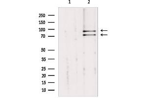 Western blot analysis of extracts from mouse brain, using Cullin 2 Antibody.