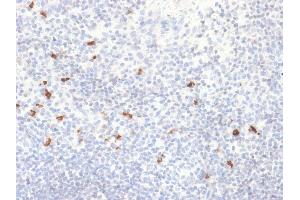Formalin-fixed, paraffin-embedded human Tonsil stained with IgG4 Recombinant Rabbit Monoclonal Antibody (IGHG4/2042R). (Recombinant IGHG4 anticorps)