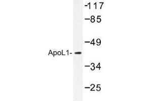 Image no. 1 for anti-Apolipoprotein L, 1 (APOL1) antibody (ABIN317817) (APOL1 anticorps)