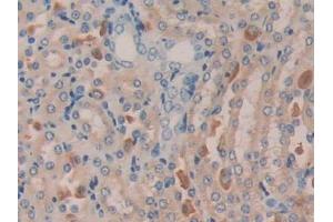 DAB staining on IHC-P; Samples: Mouse Kidney Tissue (MGEA5 anticorps  (AA 83-222))
