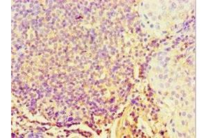 Immunohistochemistry of paraffin-embedded human tonsil tissue using ABIN7170704 at dilution of 1:100