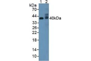 Figure. (Adiponectin Receptor 2 anticorps  (AA 1-147))
