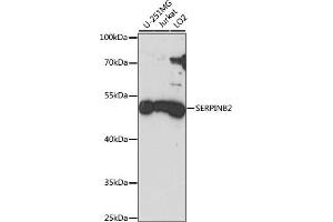 Western blot analysis of extracts of various cell lines, using SERPINB2 antibody (ABIN7269389) at 1:1000 dilution. (SERPINB2 anticorps  (AA 1-415))