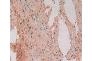 Figure. (FADD anticorps  (AA 12-206))