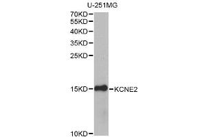 Western blot analysis of extracts of U-251MG cells, using KCNE2 antibody (ABIN6003591) at 1/1000 dilution. (KCNE2 anticorps)