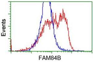 HEK293T cells transfected with either RC207996 overexpress plasmid (Red) or empty vector control plasmid (Blue) were immunostained by anti-FAM84B antibody (ABIN2453036), and then analyzed by flow cytometry. (FAM84B anticorps)
