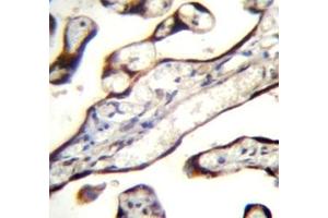 GDF15 antibody immunohistochemistry analysis in formalin fixed and paraffin embedded human placenta tissue.