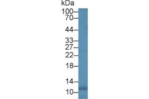 Rabbit Detection antibody from the kit in WB with Positive Control: Dog leukocyte cells. (IL-8 Kit CLIA)
