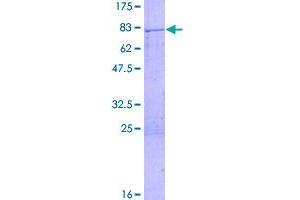 Image no. 1 for Cyclin B1 (CCNB1) (AA 1-433) protein (GST tag) (ABIN1348434)