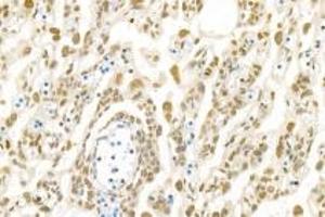 Immunohistochemistry analysis of paraffin-embedded rat placenta using,PNN (ABIN7075083) at dilution of 1: 1200 (PNN anticorps)