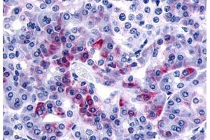 Anti-F2RL1 antibody  ABIN1049230 IHC staining of human pancreas. (F2RL1 anticorps  (N-Term))