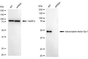 Western blotting analysis using transcription factor Dp-1 antibody (ABIN7800593). (Recombinant DP1 anticorps)