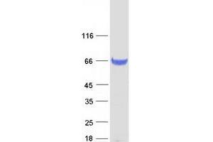 Validation with Western Blot