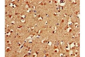 Immunohistochemistry of paraffin-embedded human brain tissue using ABIN7152652 at dilution of 1:100 (FAAH anticorps  (AA 205-342))
