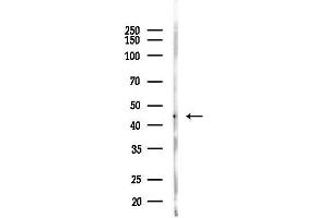 Western blot analysis of lysates from Mouse testis, using MBNL1 Antibody at 1/1000 dilution.