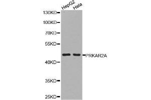 Western blot analysis of extracts of HepG2 cell and Hela cell line, using PRKAR2A antibody. (PRKAR2A anticorps  (AA 1-404))