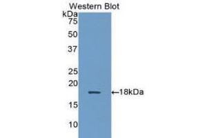 Western Blotting (WB) image for anti-alpha Hemoglobin Stabilizing Protein (aHSP) (AA 1-102) antibody (ABIN1172860) (aHSP anticorps  (AA 1-102))