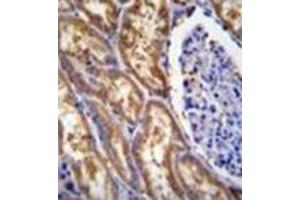 Formalin fixed and paraffin embedded human kidney tissue reacted weith EXOC3L Antibody (C-term) followed by peroxidase conjugation of the secondary antibody and DAB staining. (EXOC3L1 anticorps  (C-Term))
