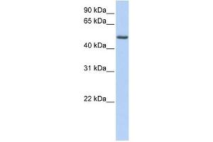 PHLDA1 antibody used at 1 ug/ml to detect target protein.