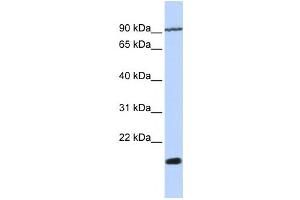 Western Blotting (WB) image for anti-Transmembrane 4 Superfamily Member 4 (TM4SF4) antibody (ABIN2459026) (TM4SF4 anticorps)
