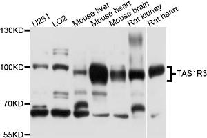 Western blot analysis of extracts of various cell lines, using TAS1R3 antibody (ABIN4905370) at 1:1000 dilution. (TAS1R3 anticorps)