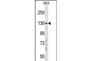 PITPNM2 Antibody (Center) (ABIN657583 and ABIN2846586) western blot analysis in 293 cell line lysates (35 μg/lane). (PITPNM2 anticorps  (AA 639-668))