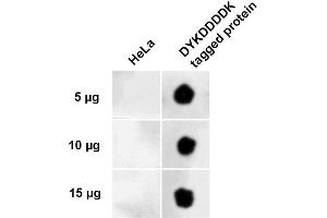 anti-DYKDDDDK Tag antibody (APC)