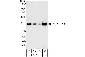 Western Blotting (WB) image for anti-Splicing Factor Proline/glutamine-Ric (SFPQ) (AA 1-50) antibody (ABIN7453760)