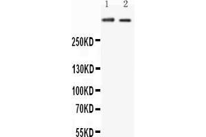 Anti-Huntingtin antibody, All Western blottingAll lanes: Anti-HTT at 0. (Huntingtin anticorps  (C-Term))