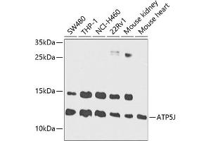 Western blot analysis of extracts of various cell lines, using J antibody (ABIN1678787, ABIN3018048, ABIN3018049 and ABIN6220343) at 1:1000 dilution. (ATP5J anticorps  (AA 1-108))