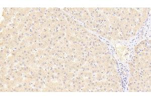 anti-VEGF145 (AA 28-147) antibody