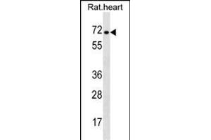 Rat Stra6 Antibody (C-term) (ABIN1537393 and ABIN2850195) western blot analysis in rat heart tissue lysates (35 μg/lane). (STRA6 anticorps  (C-Term))