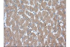Immunohistochemical staining of paraffin-embedded Human prostate tissue using anti-PDE4A mouse monoclonal antibody. (PDE4A anticorps)