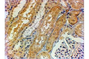 ABIN2560348 (2µg/ml) staining of paraffin embedded Human Kidney. (Tensin 1 anticorps  (AA 902-914))