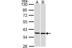 WB Image Sample (30 ug of whole cell lysate) A: 293T B: H1299 10% SDS PAGE antibody diluted at 1:1000 (FAM50A anticorps)