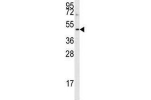 Western blot analysis of Aurora B antibody and HepG2 lysate. (Aurora Kinase B anticorps  (AA 6-35))