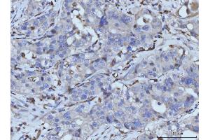 IHC analysis of PLD3 using anti-PLD3 antibody (ABIN7599439). (PLD3 anticorps  (AA 1-490))