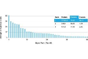 Protein Array (PAr) image for anti-Protein Phosphatase 1, Regulatory (Inhibitor) Subunit 1B (PPP1R1B) antibody (ABIN7456071)