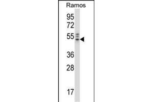 NCK2 Antibody (N-term) (ABIN658028 and ABIN2846966) western blot analysis in Ramos cell line lysates (35 μg/lane). (NCK2 anticorps  (N-Term))