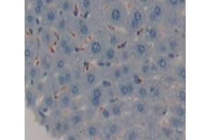 Used in DAB staining on fromalin fixed paraffin- embedded Kidney tissue (AGRN anticorps  (AA 1130-1401))