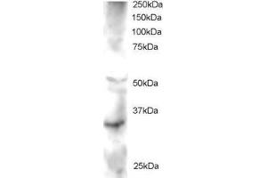 Western Blotting (WB) image for anti-Frequently Rearranged in Advanced T-Cell Lymphomas 2 (FRAT2) (C-Term) antibody (ABIN2465729) (FRAT2 anticorps  (C-Term))